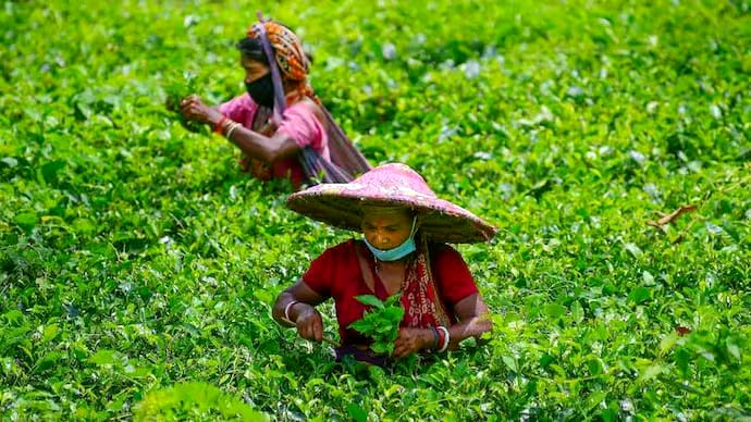 The Tea Tribes of Assam: From Marginalization to Inclusion