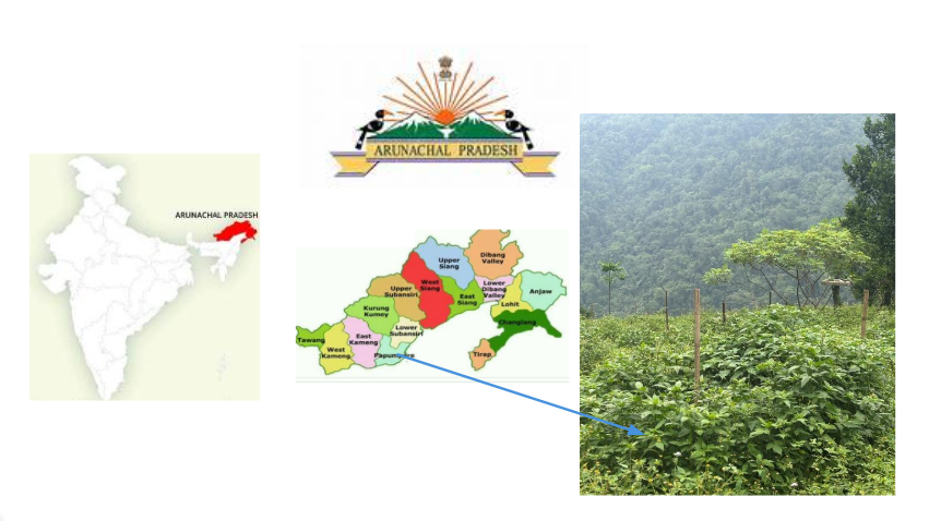 Solar Turnaround Story of ‘PM-KUSUM’ in Toru Hills of Arunachal Pradesh: Jhum Cultivation to Dragon Fruit Cultivation